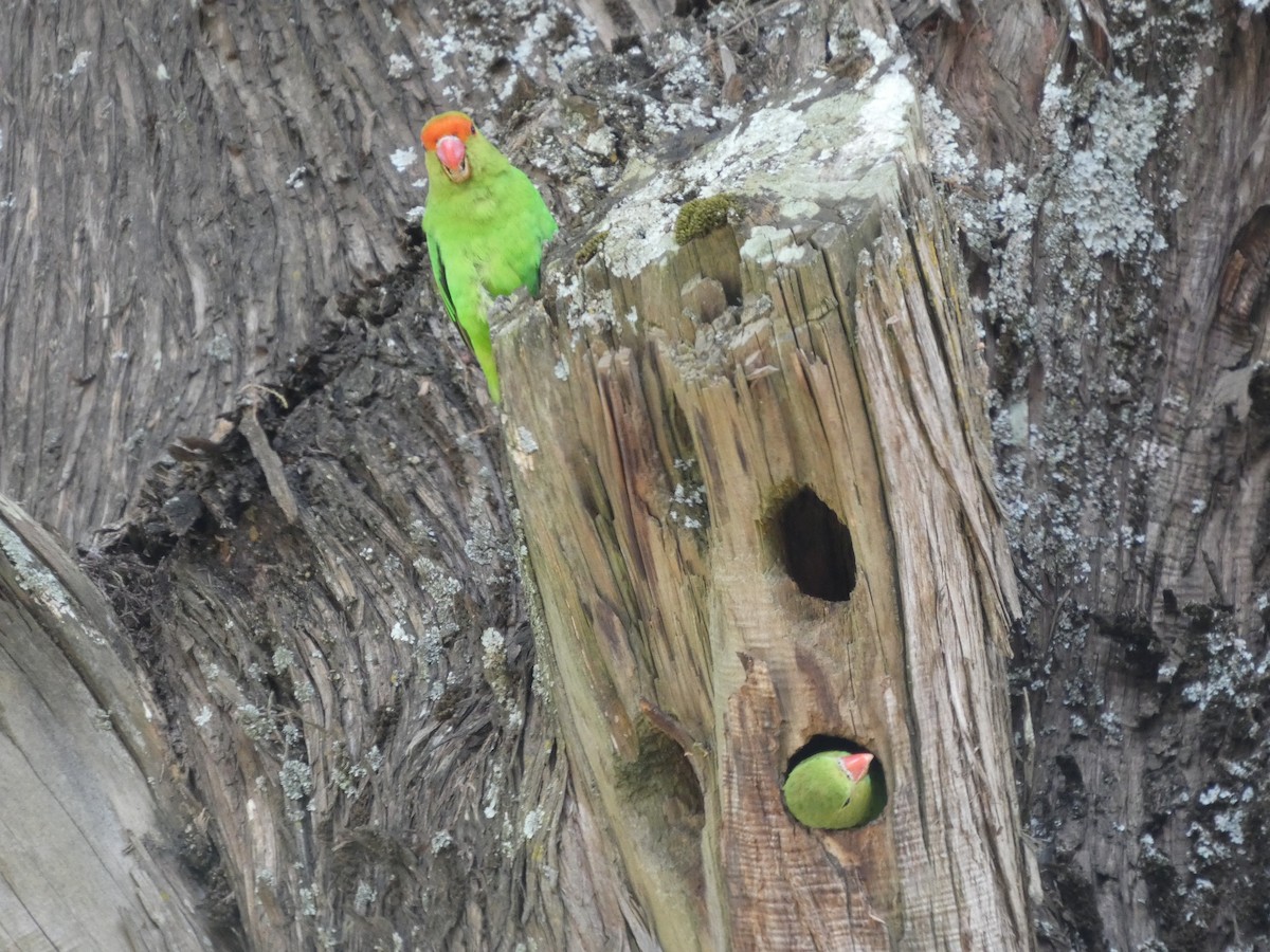 Black-winged Lovebird - ML645320313