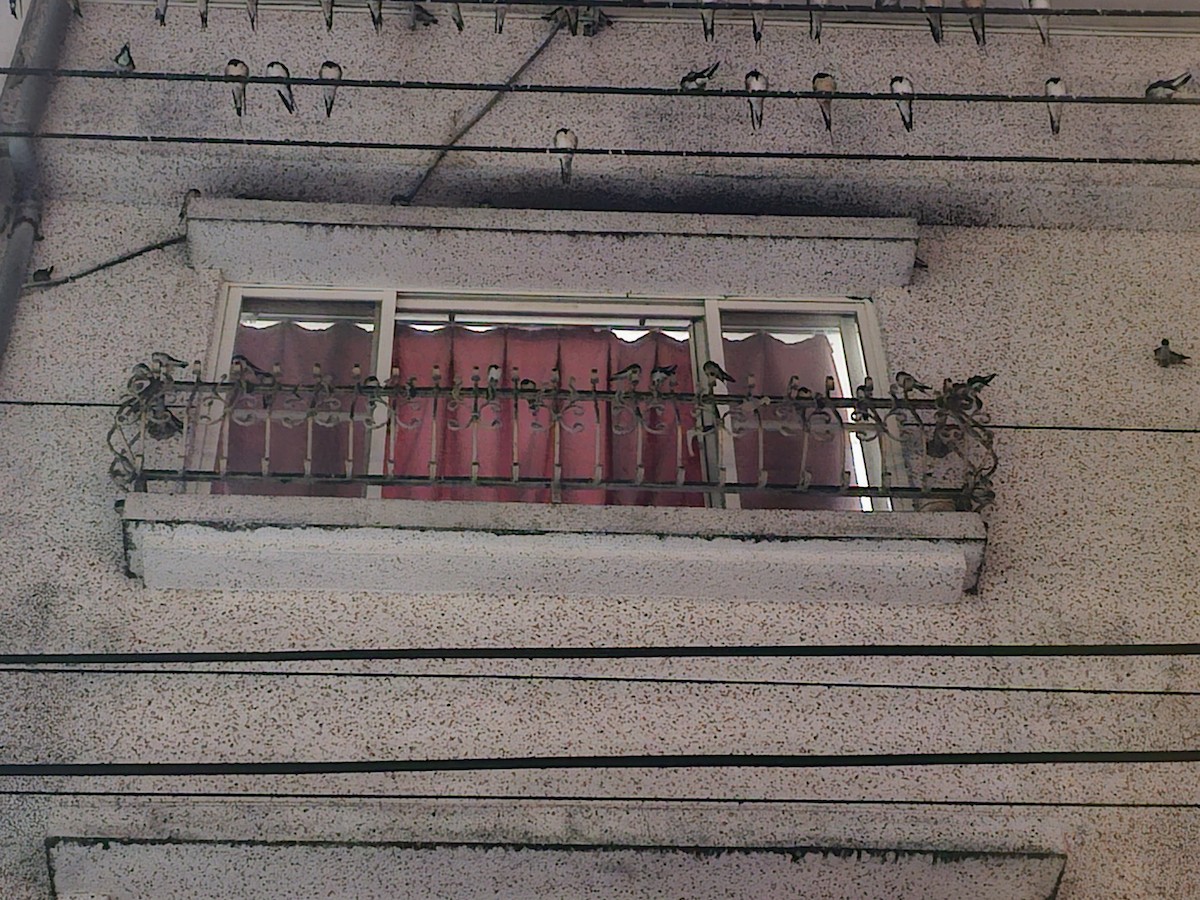 Ластівка сільська - ML645320316