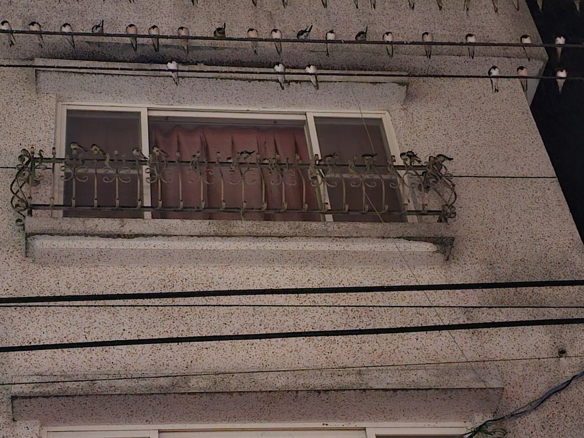 Ластівка сільська - ML645320322