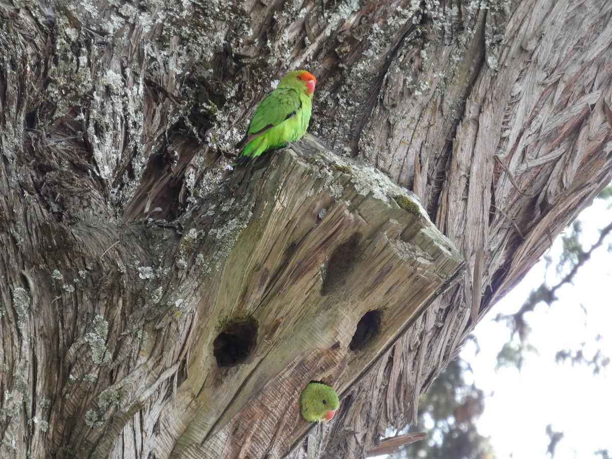 Black-winged Lovebird - ML645320324