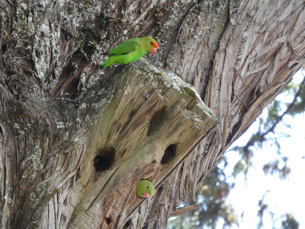 Black-winged Lovebird - ML645320326
