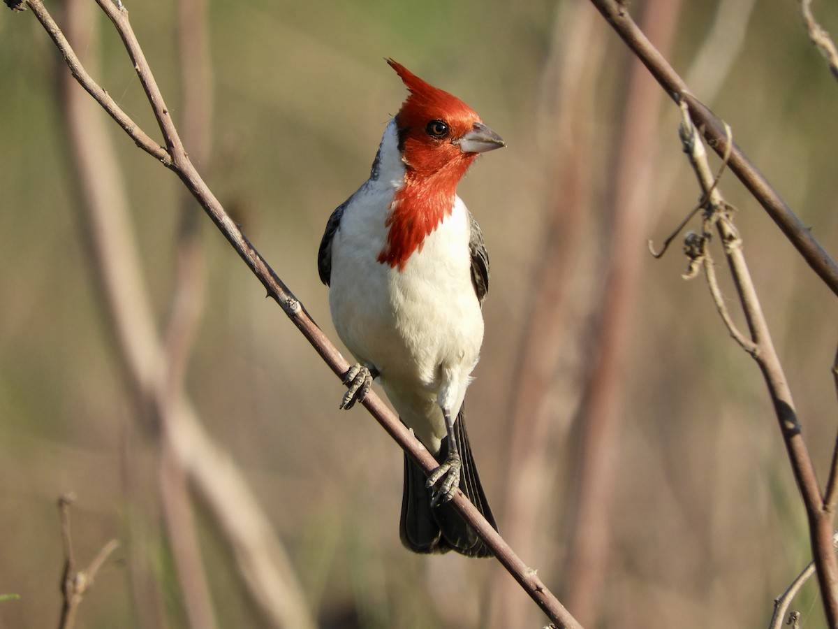 コウカンチョウ - ML645320327