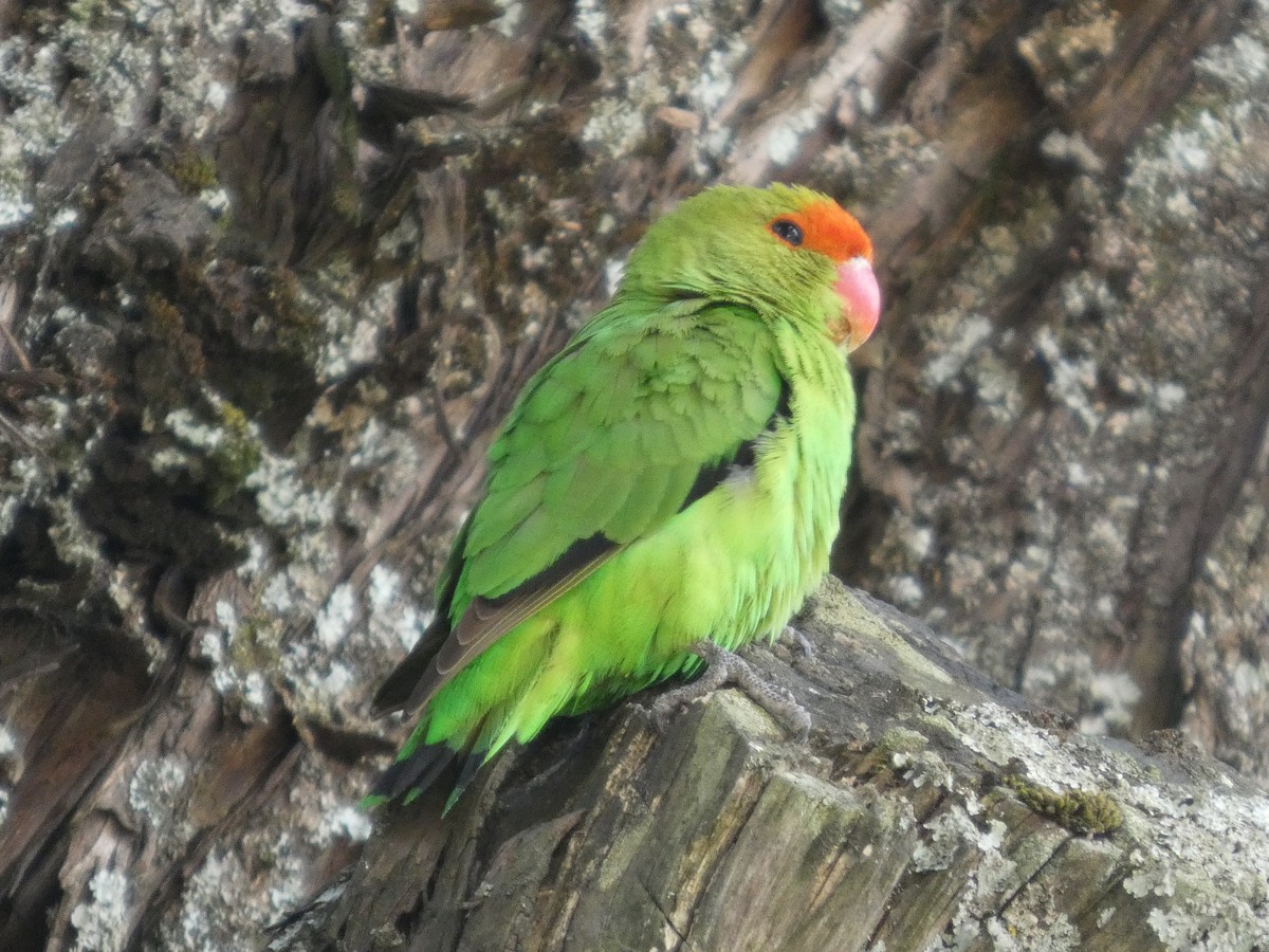 Black-winged Lovebird - ML645320334