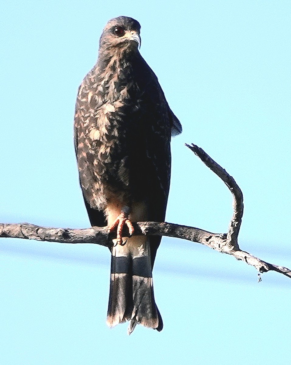 Snail Kite - ML645320350