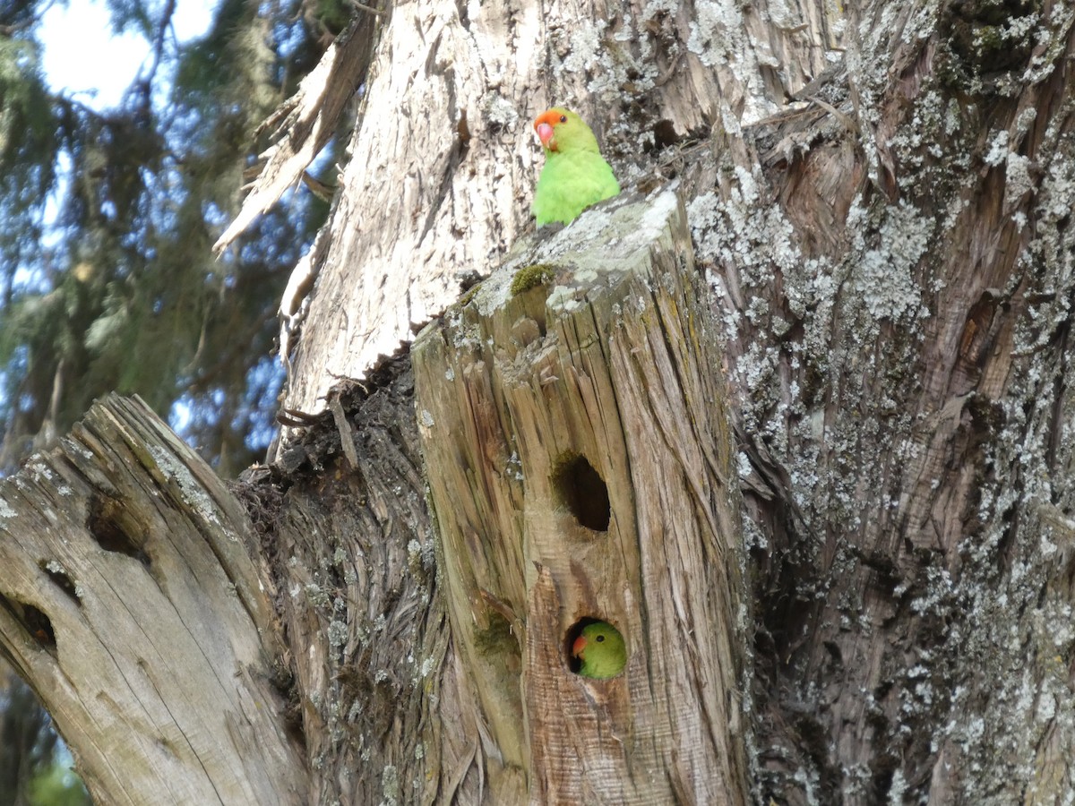 Black-winged Lovebird - ML645320351