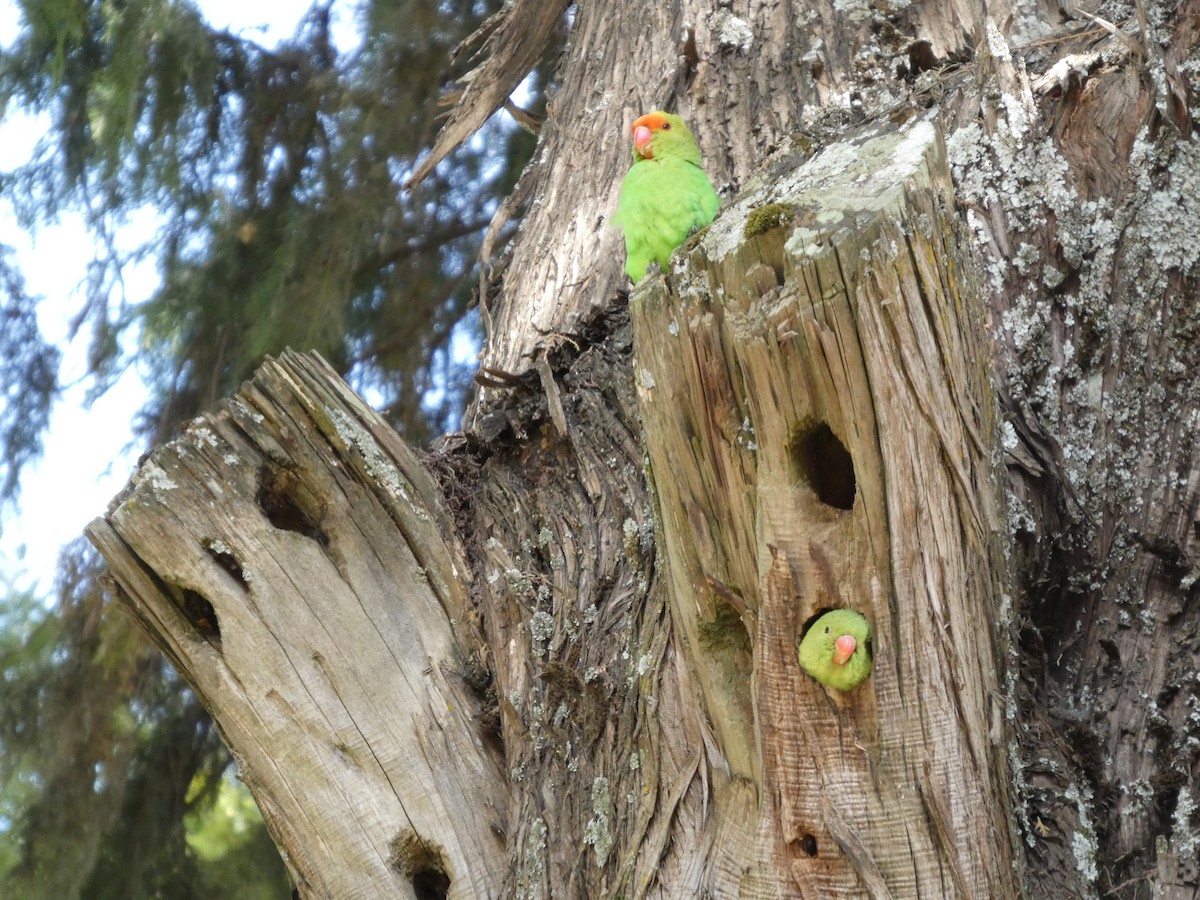Black-winged Lovebird - ML645320352