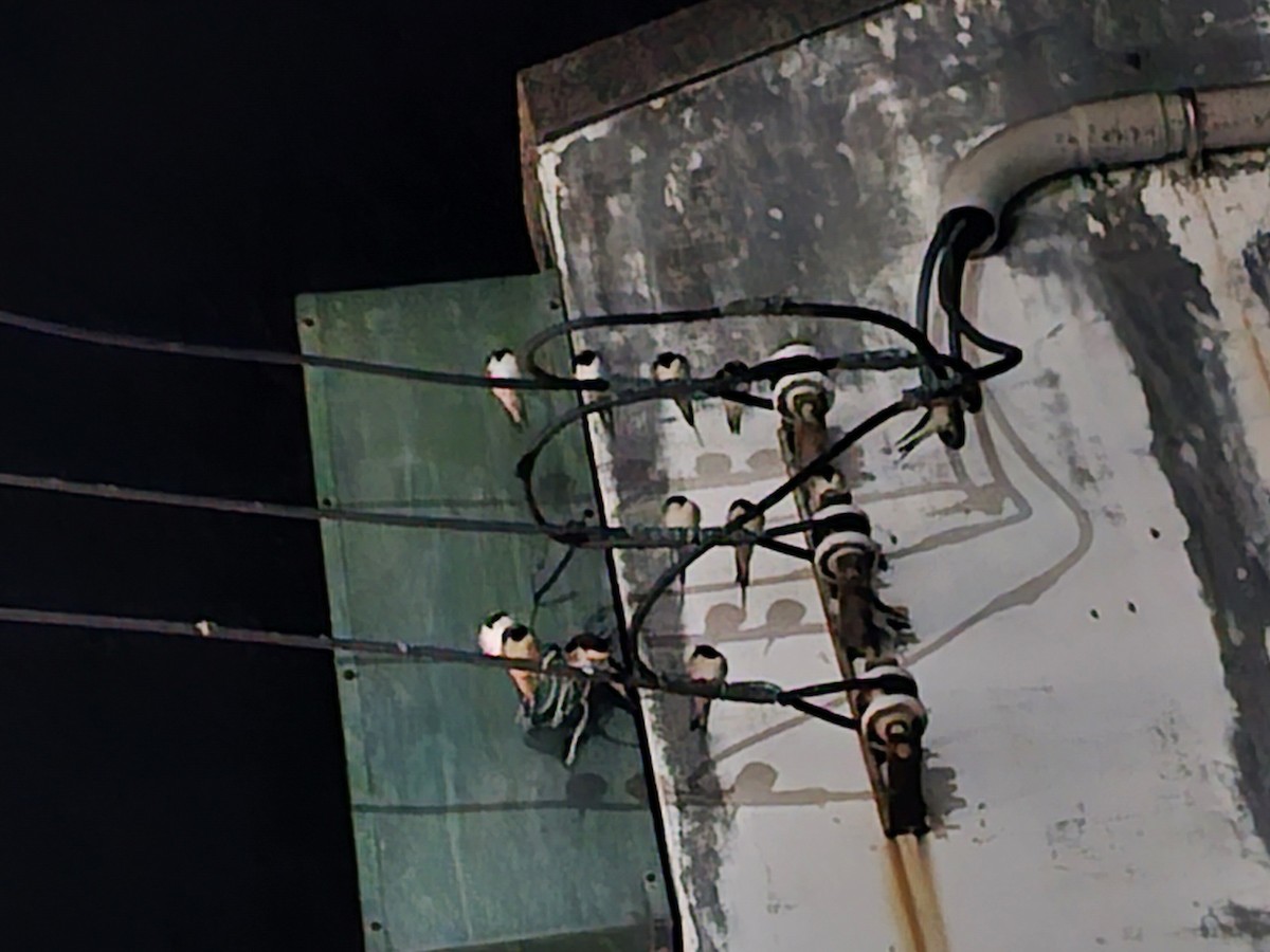 Ластівка сільська - ML645320358