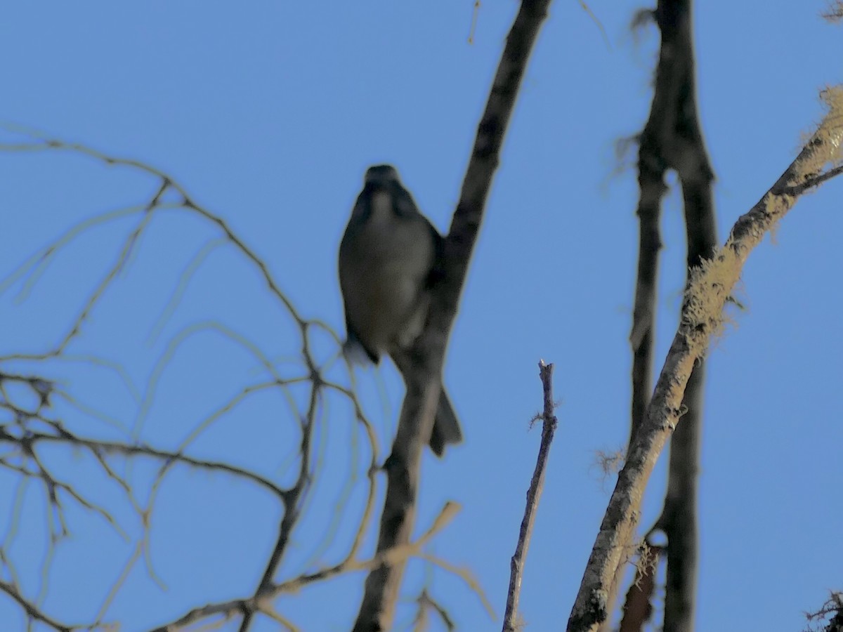 Green-winged Saltator - ML645320361