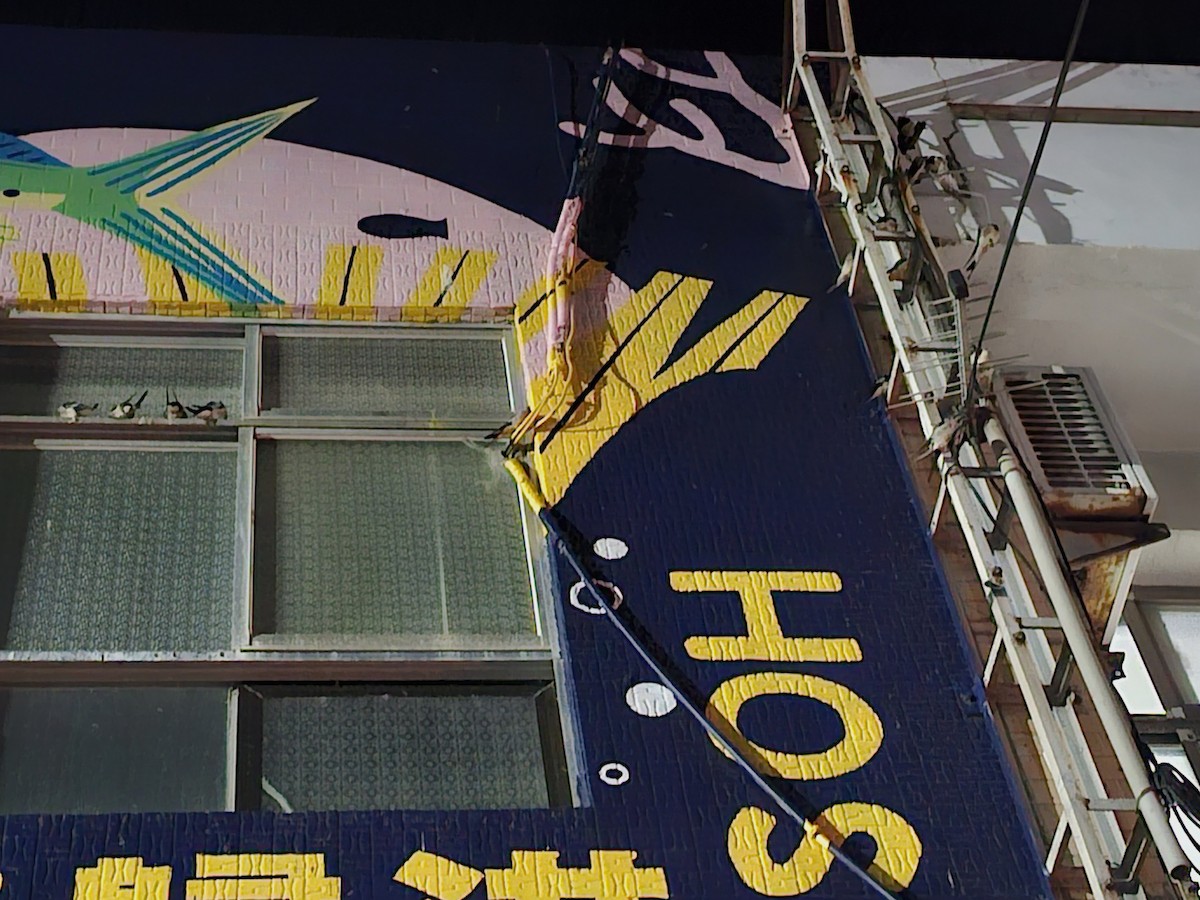 Ластівка сільська - ML645320372