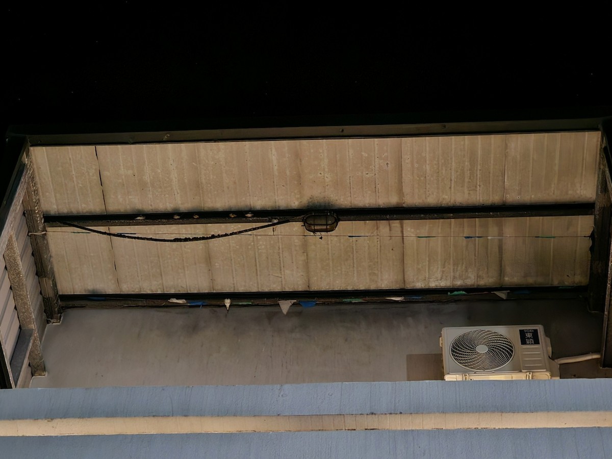 Ластівка сільська - ML645320377