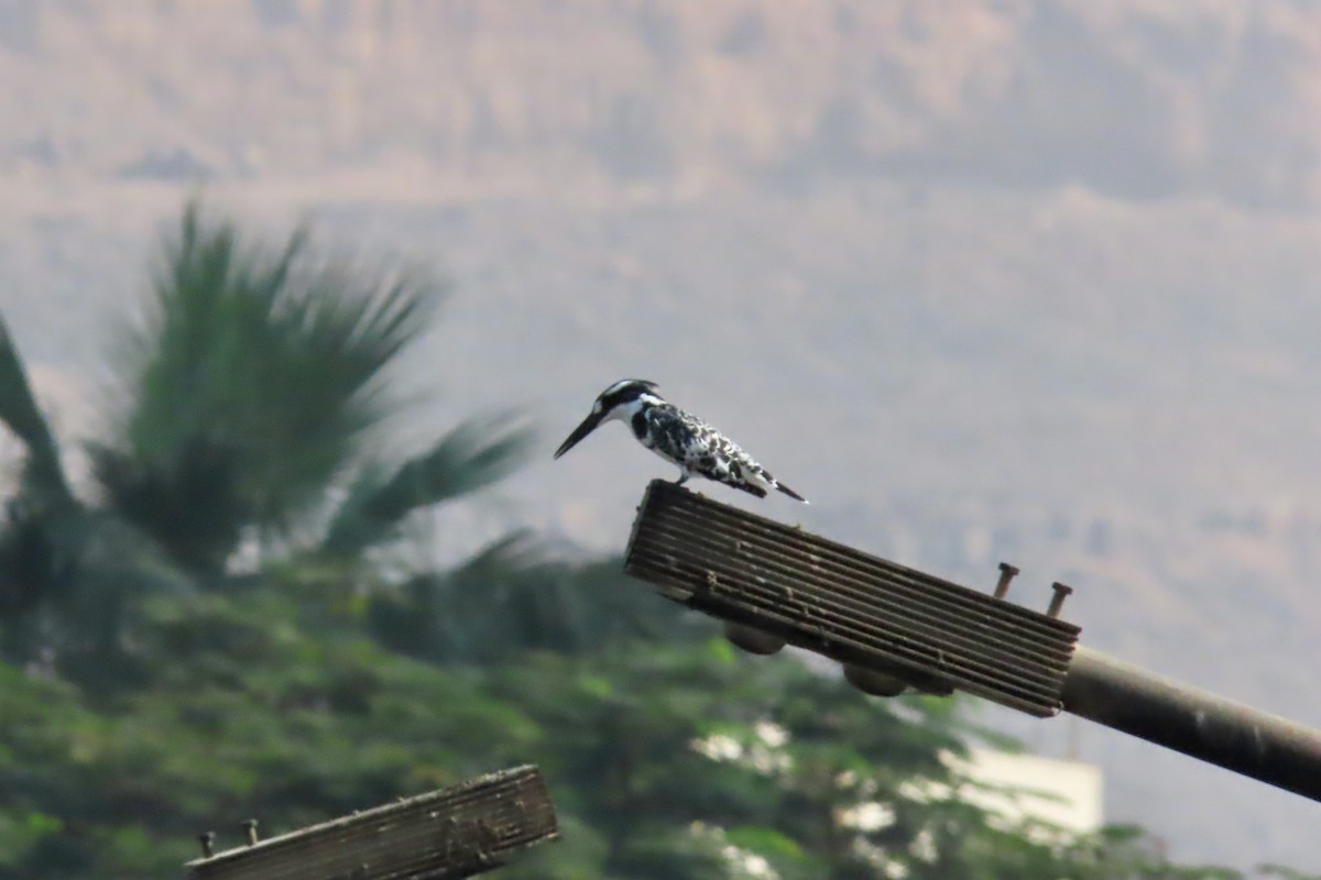 Pied Kingfisher - ML645320378