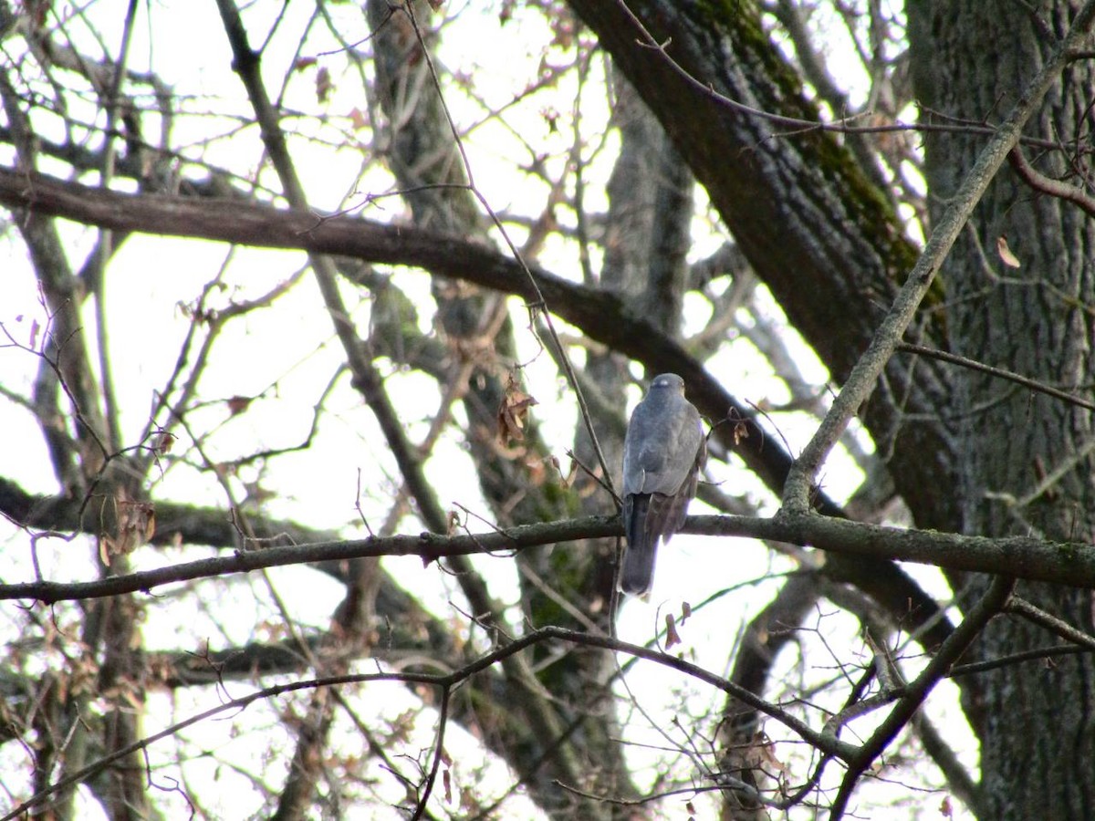 Морин харцага - ML645320384