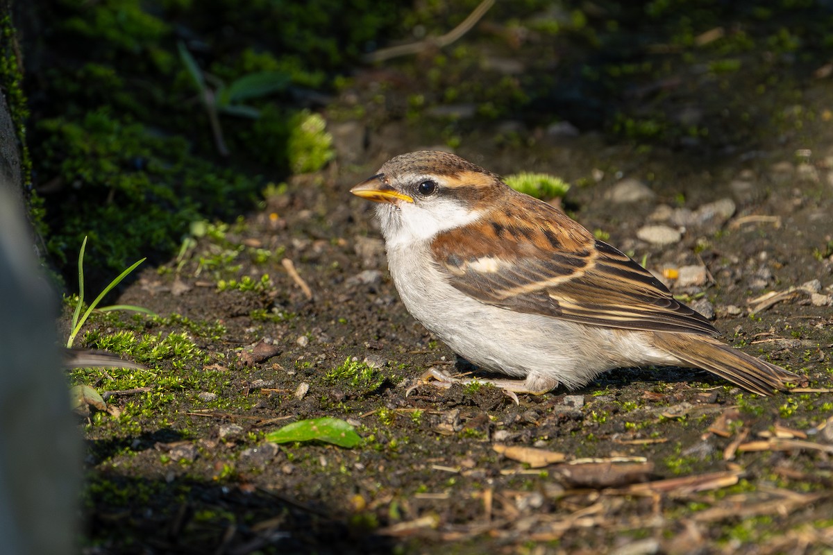 Russet Sparrow - ML645320391