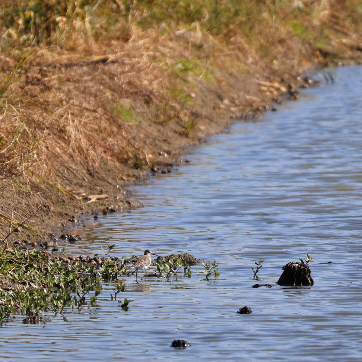 Wood Sandpiper - ML645320395