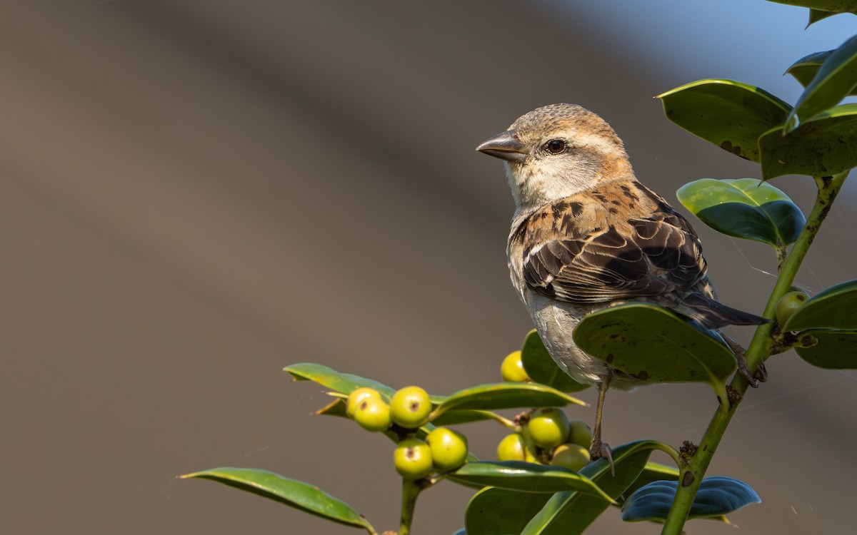 Russet Sparrow - ML645320400