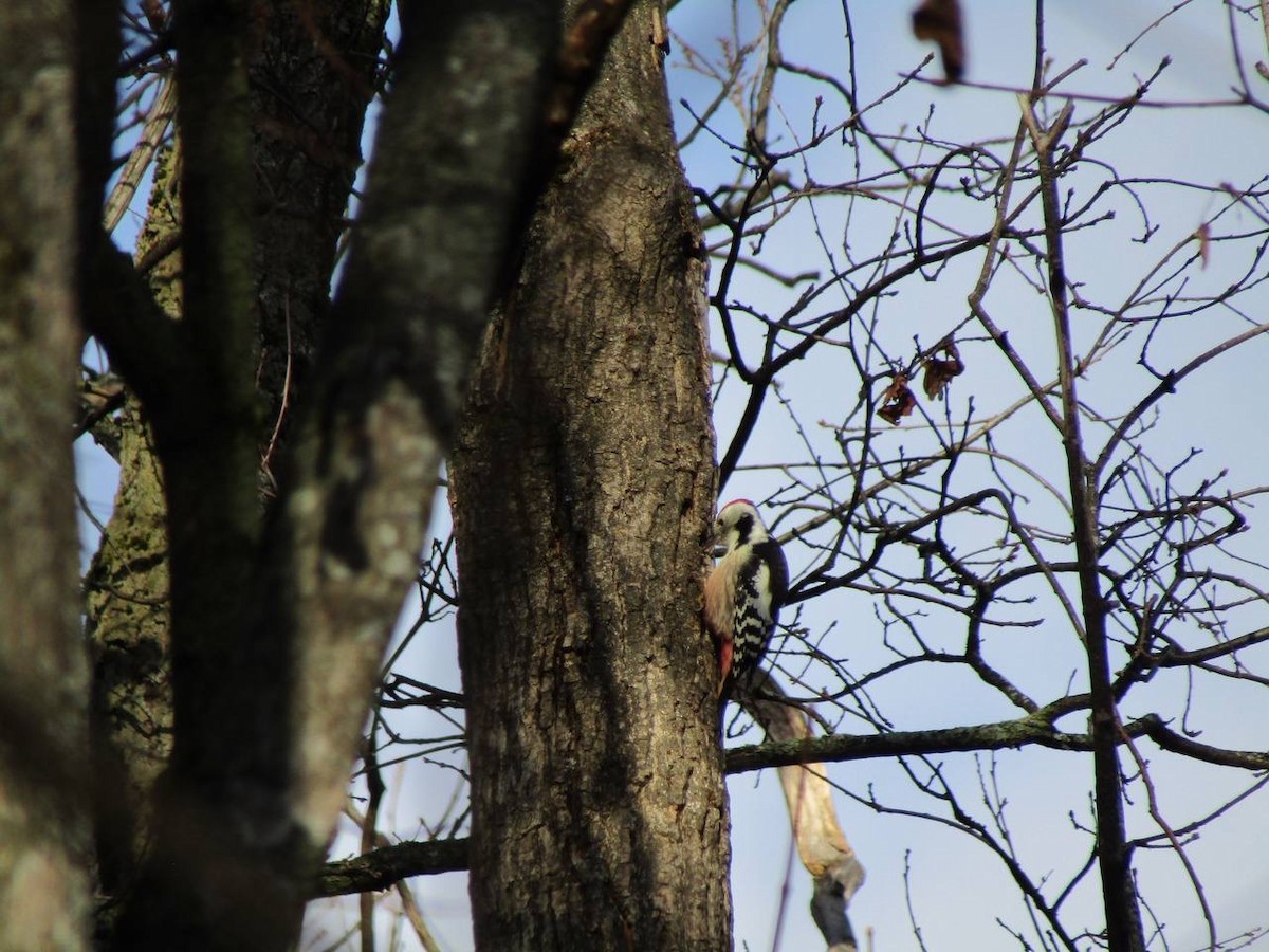 Middle Spotted Woodpecker - ML645320401