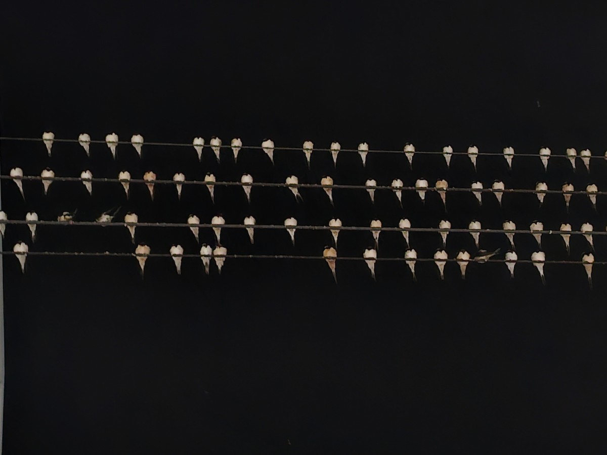 Ластівка сільська - ML645320403