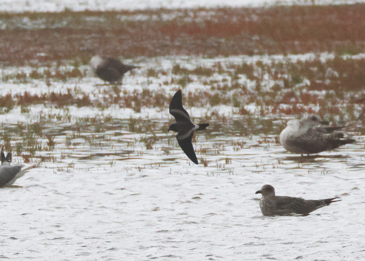 Leach's Storm-Petrel - ML645320407