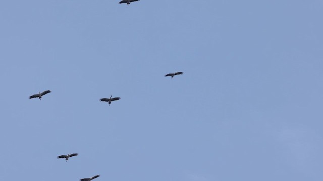 Tántalo Malayo - ML645320415