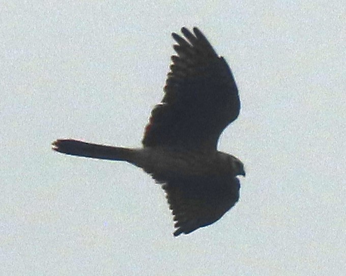 Aguilucho Papialbo - ML645320416