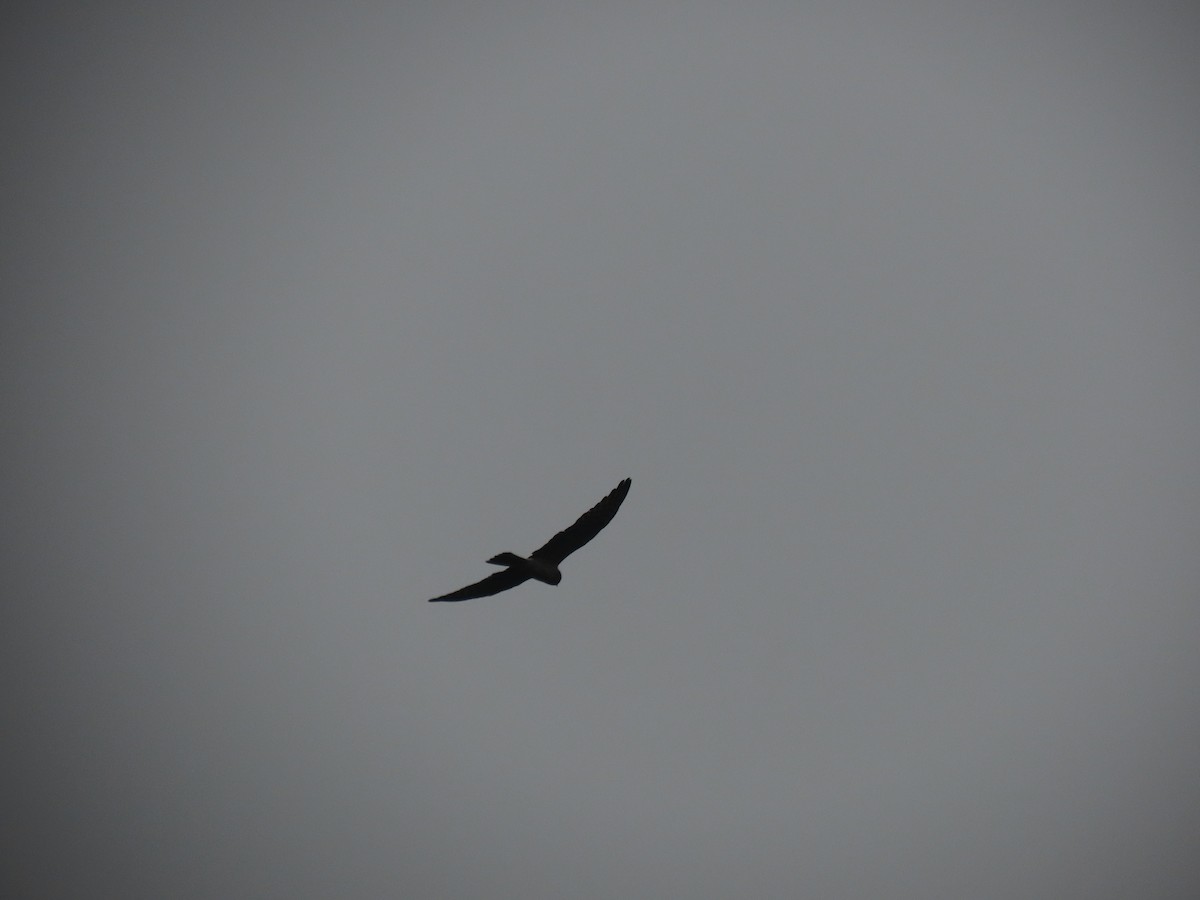 Aguilucho Papialbo - ML645320418