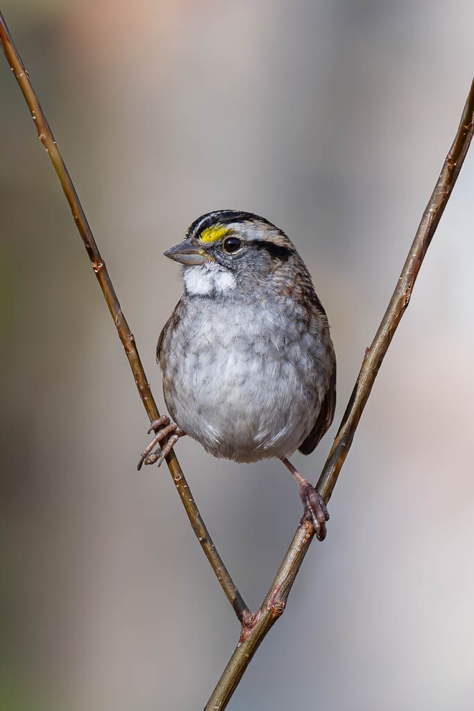 White-throated Sparrow - ML645320419