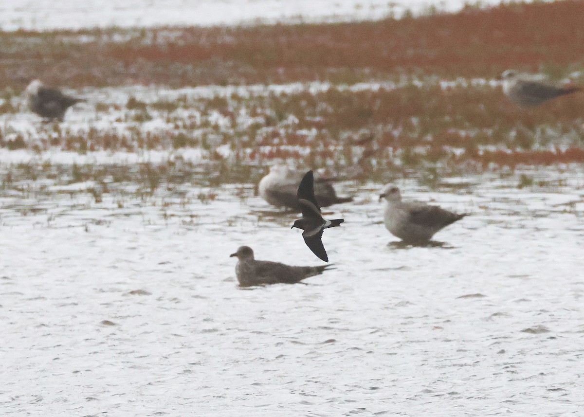 Leach's Storm-Petrel - ML645320420