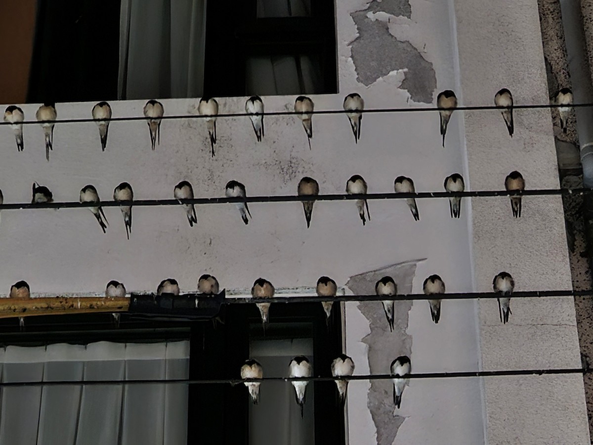 Ластівка сільська - ML645320421