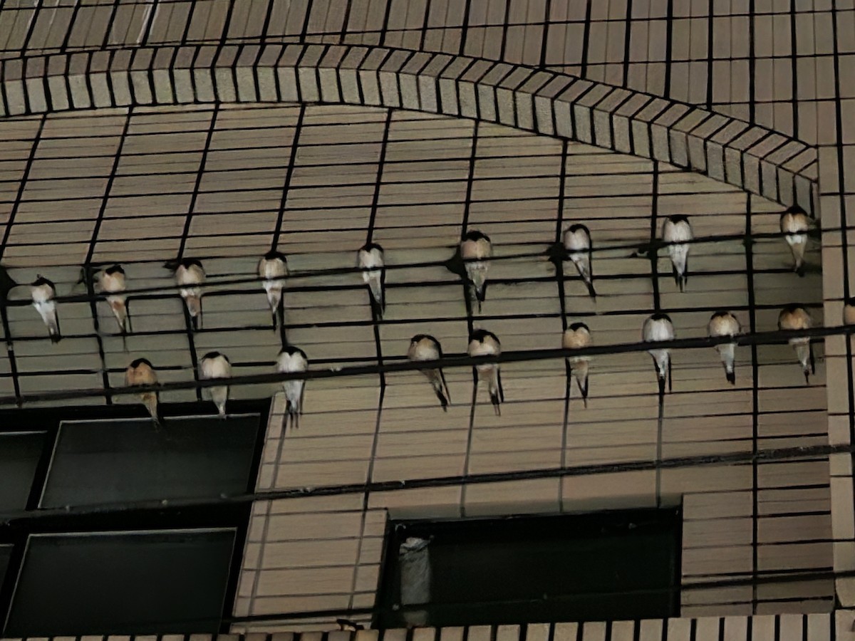 Ластівка сільська - ML645320422