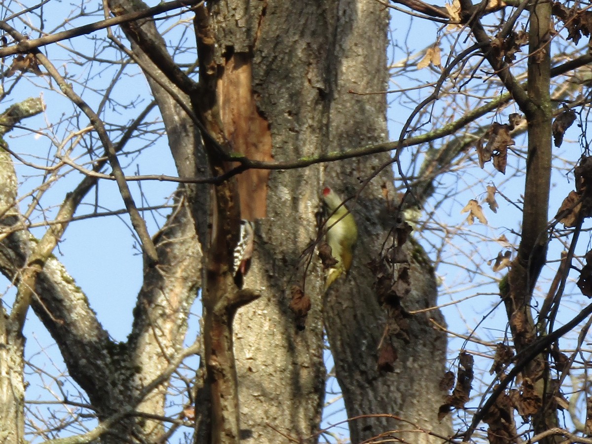 Буурал тоншуул - ML645320423