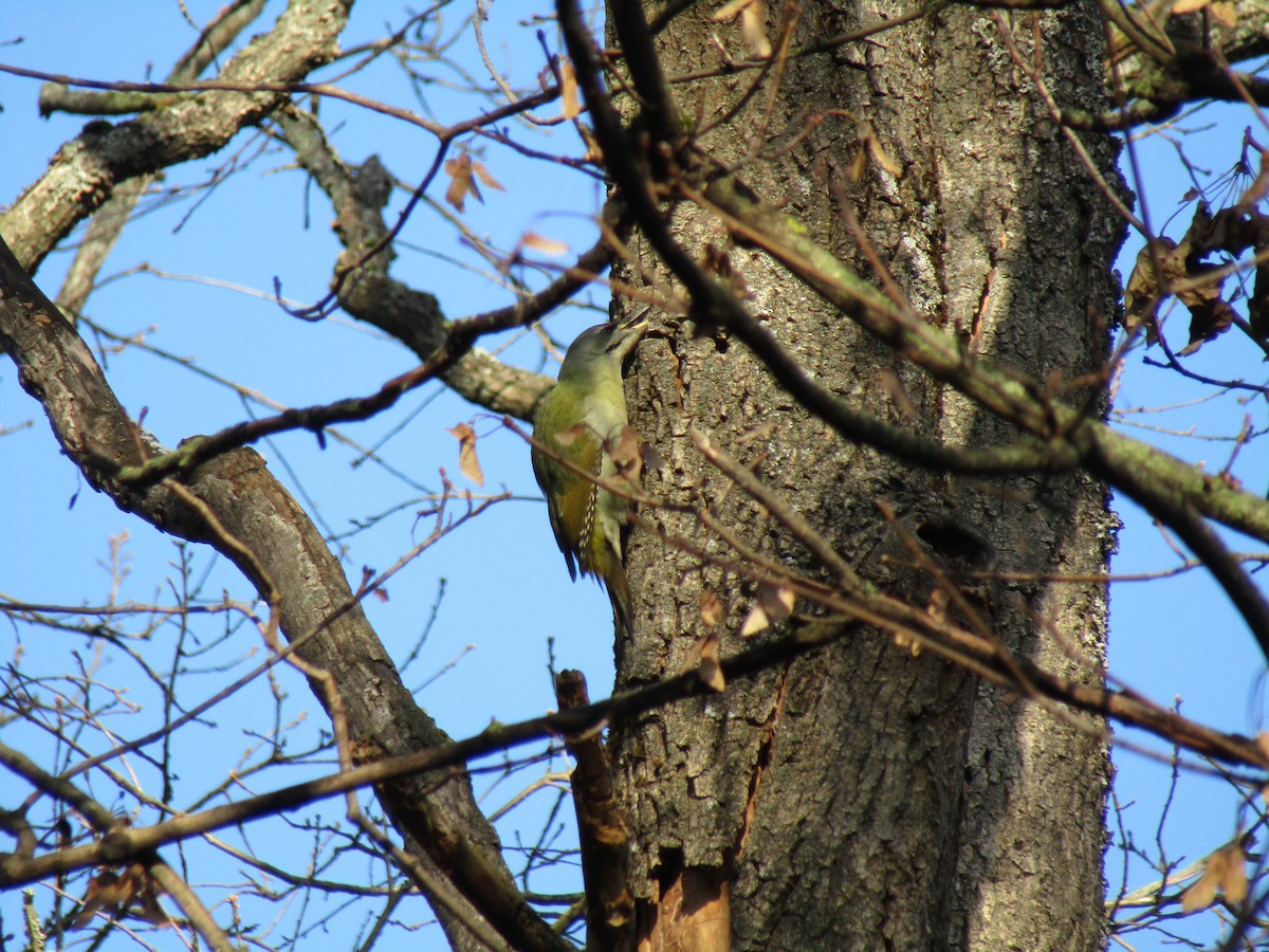 Буурал тоншуул - ML645320424