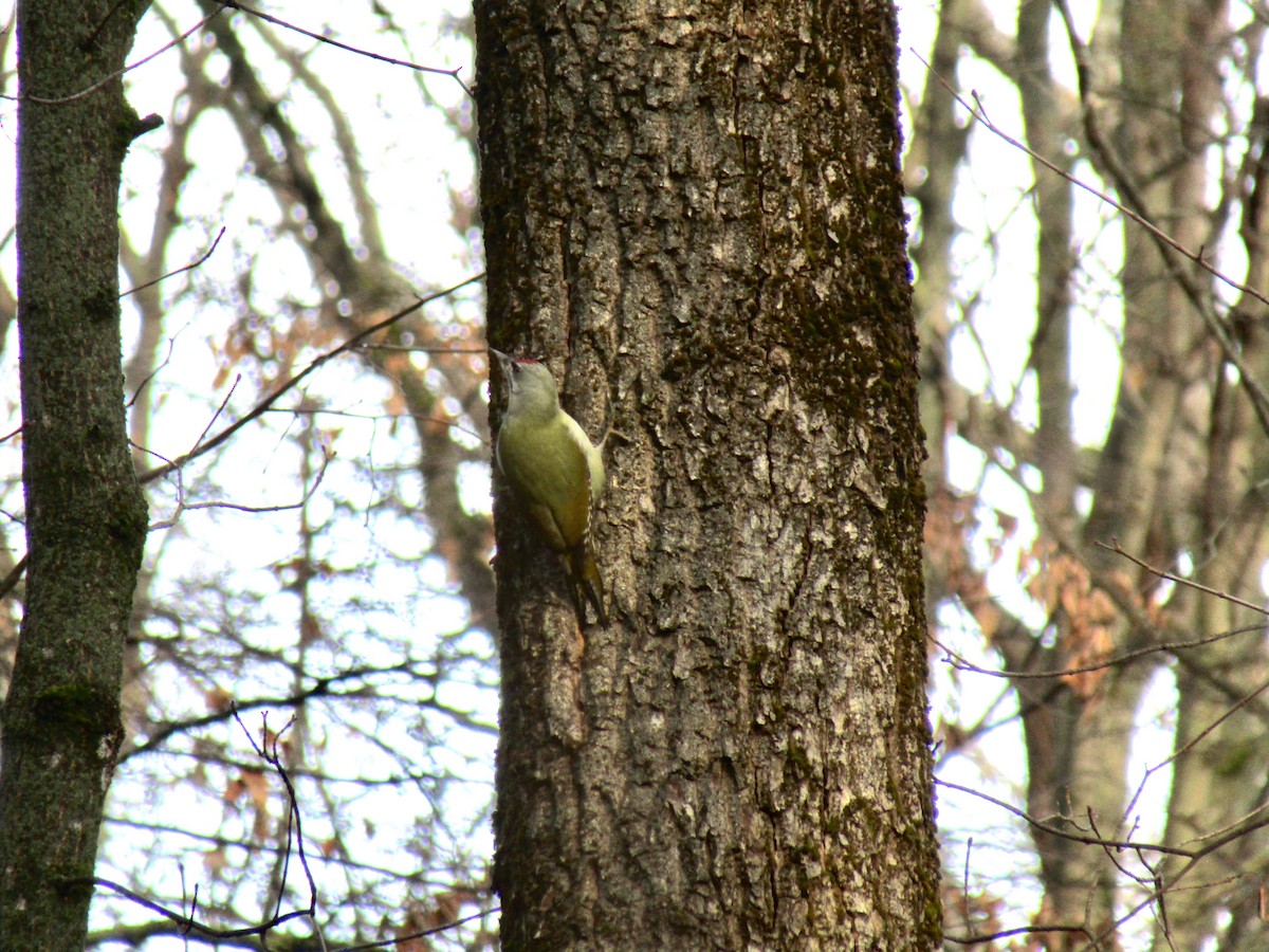 Буурал тоншуул - ML645320425