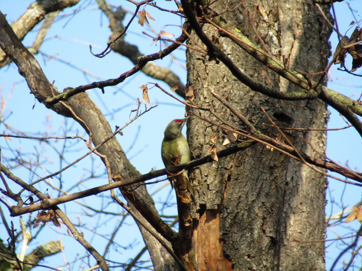 Жовна сива - ML645320426