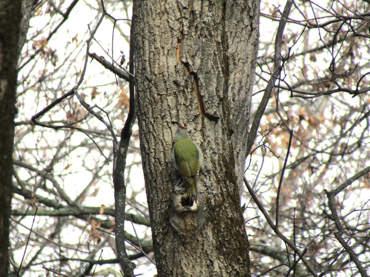 Жовна сива - ML645320428