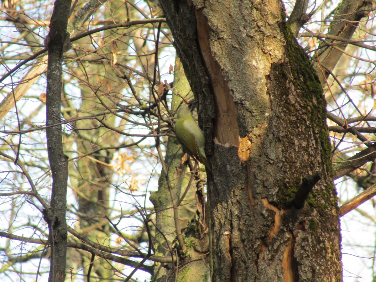 Жовна сива - ML645320429