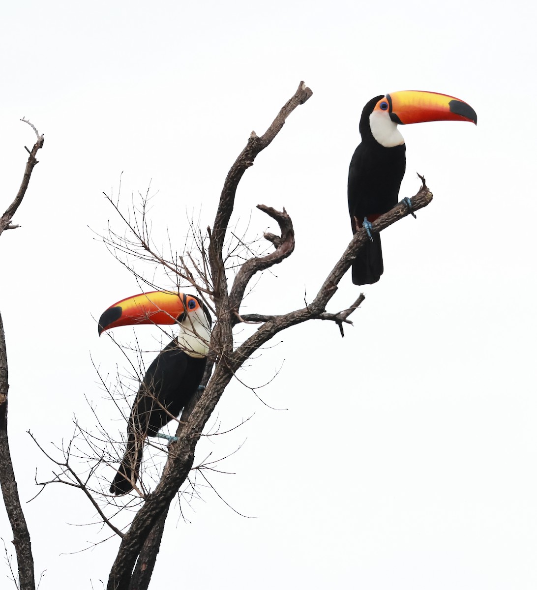 Toco Toucan - ML645320430