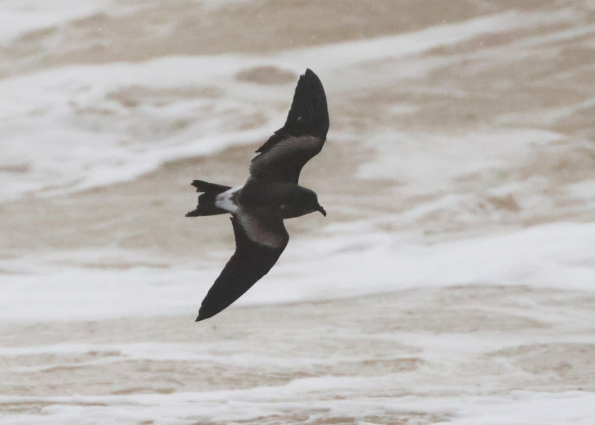 Leach's Storm-Petrel - ML645320433