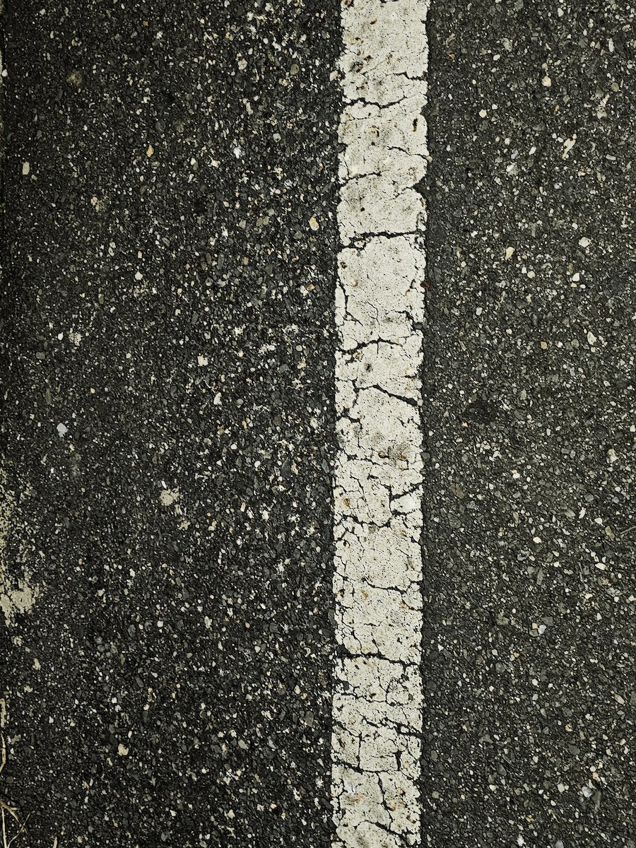 Golondrina Común - ML645320436