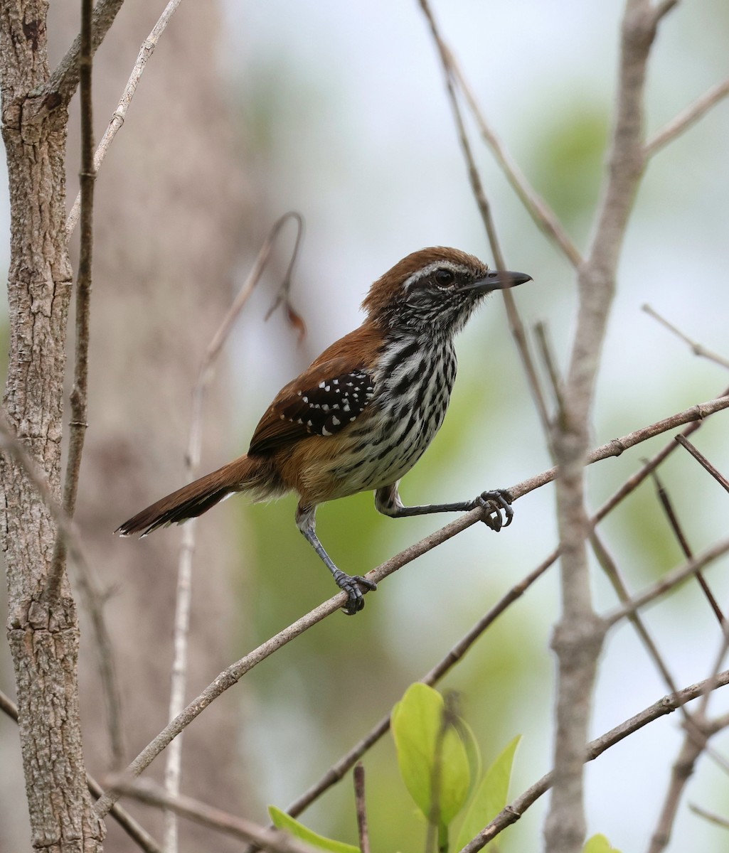 Ржавчатый муравьелов - ML645320437