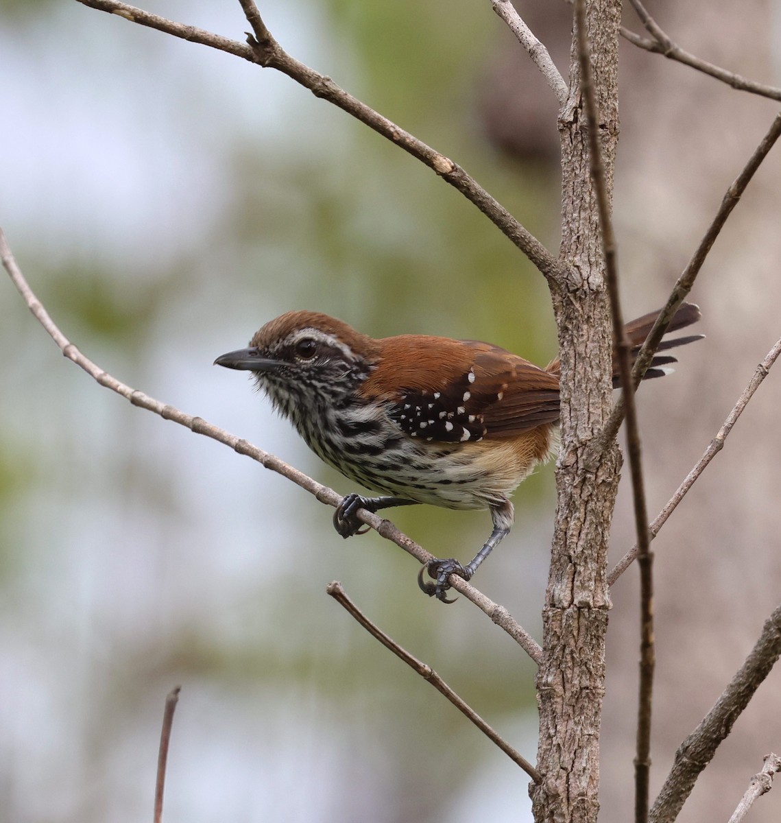 Ржавчатый муравьелов - ML645320438