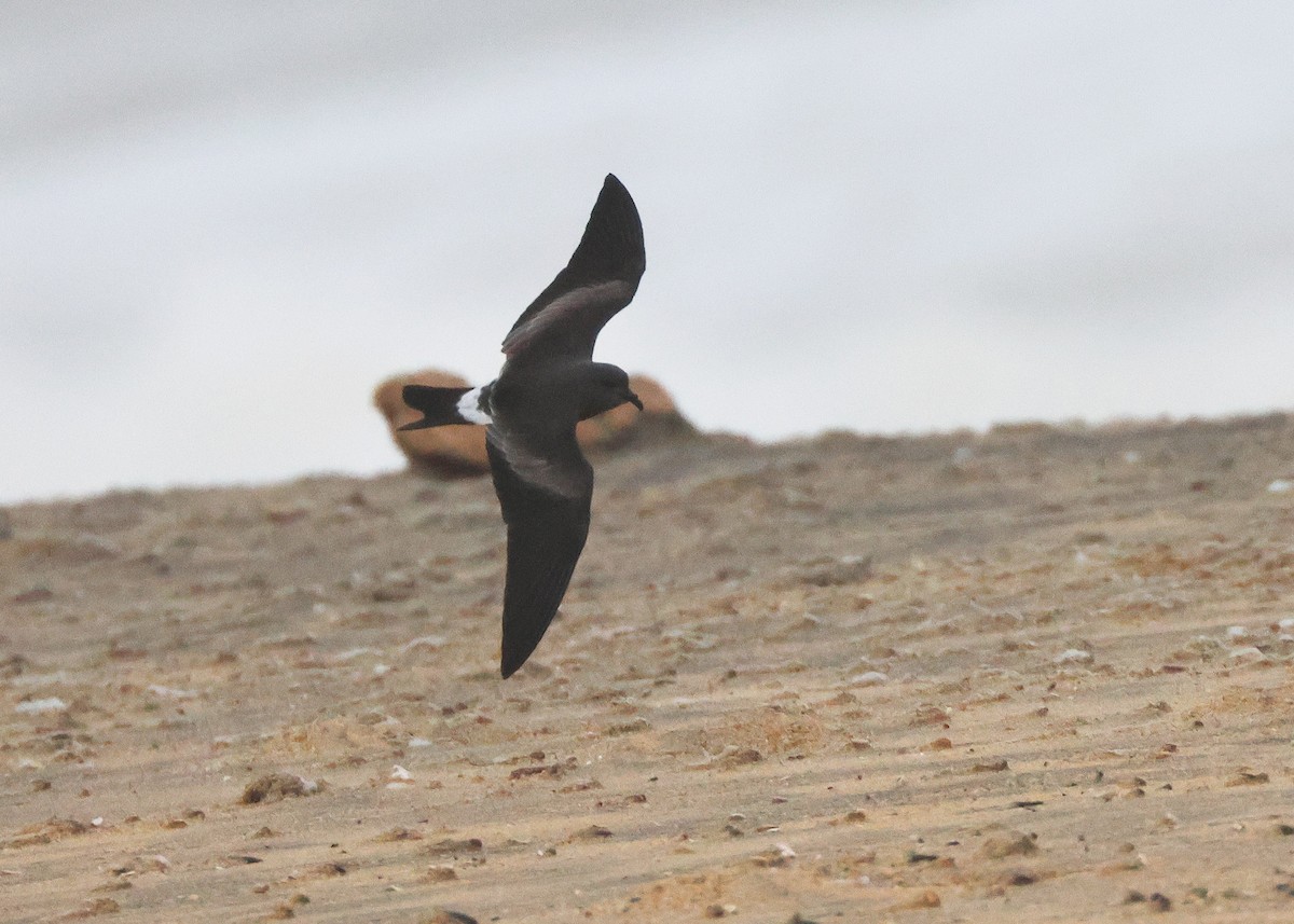 Leach's Storm-Petrel - ML645320440