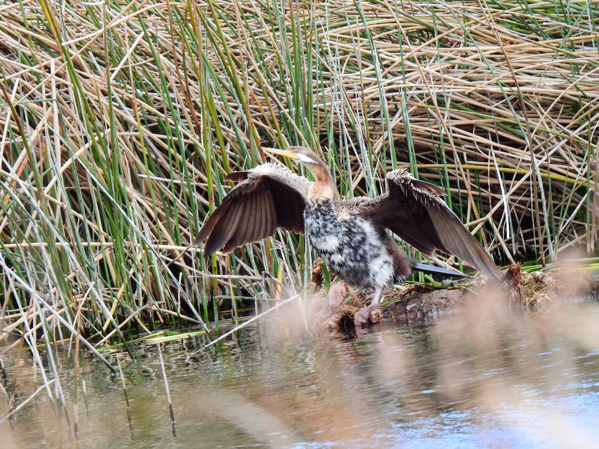 Australasian Darter - ML645320441