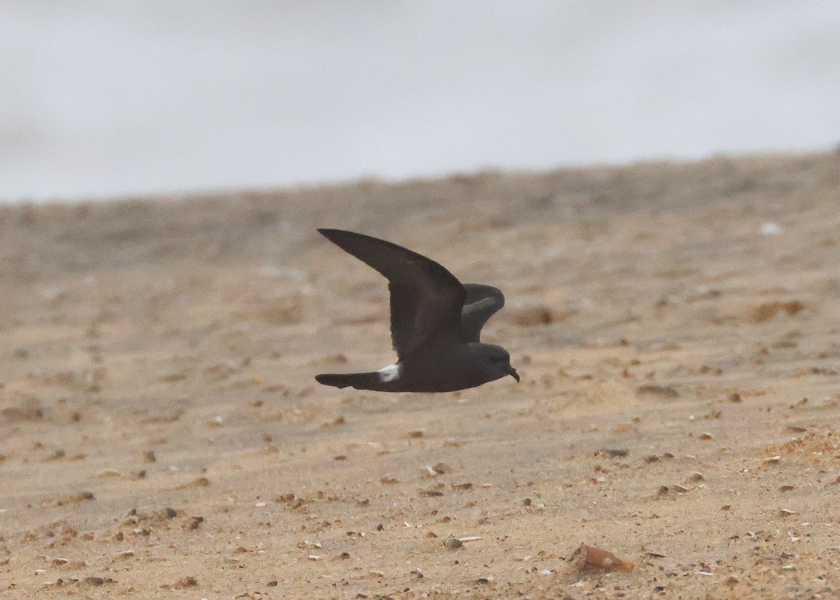 Leach's Storm-Petrel - ML645320445