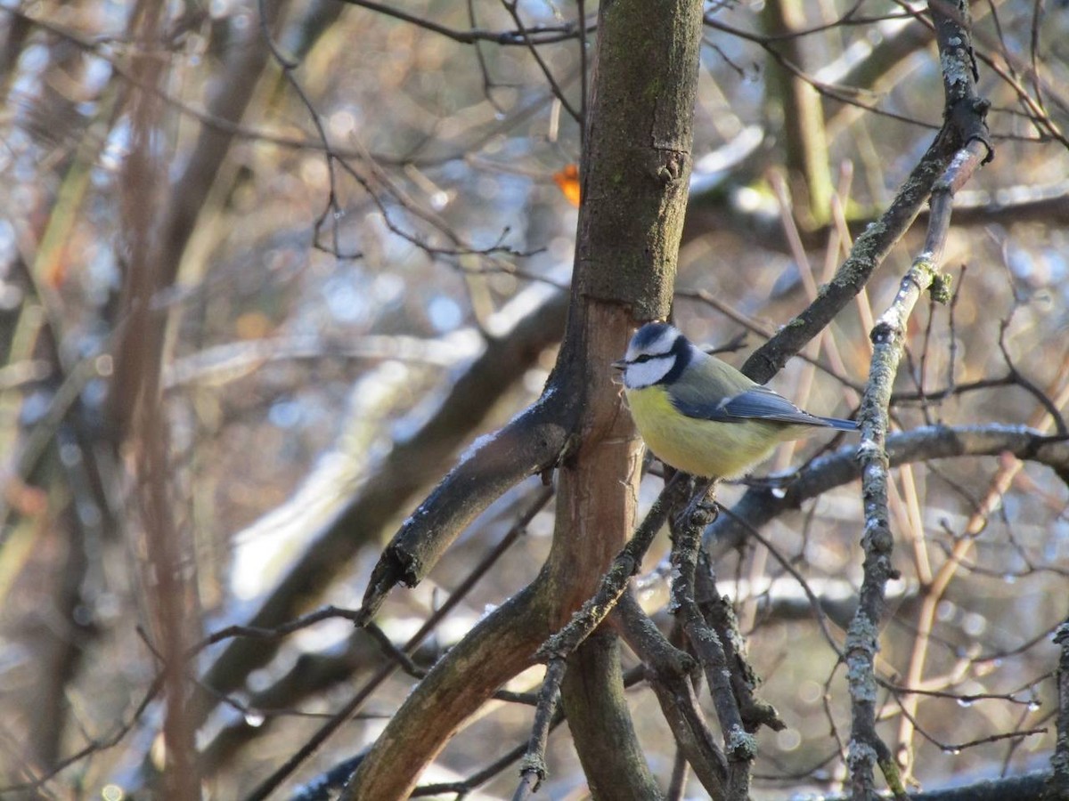 Өрнийн хөх бух - ML645320448