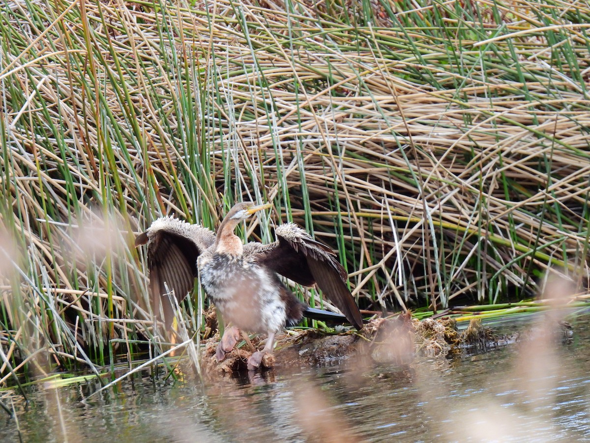 Australasian Darter - ML645320449