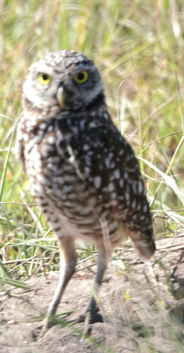 Burrowing Owl - ML645320452