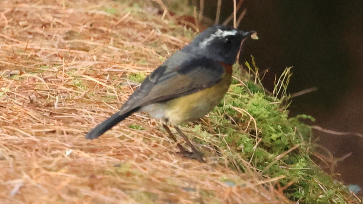 Robin de Johnstone - ML645320455