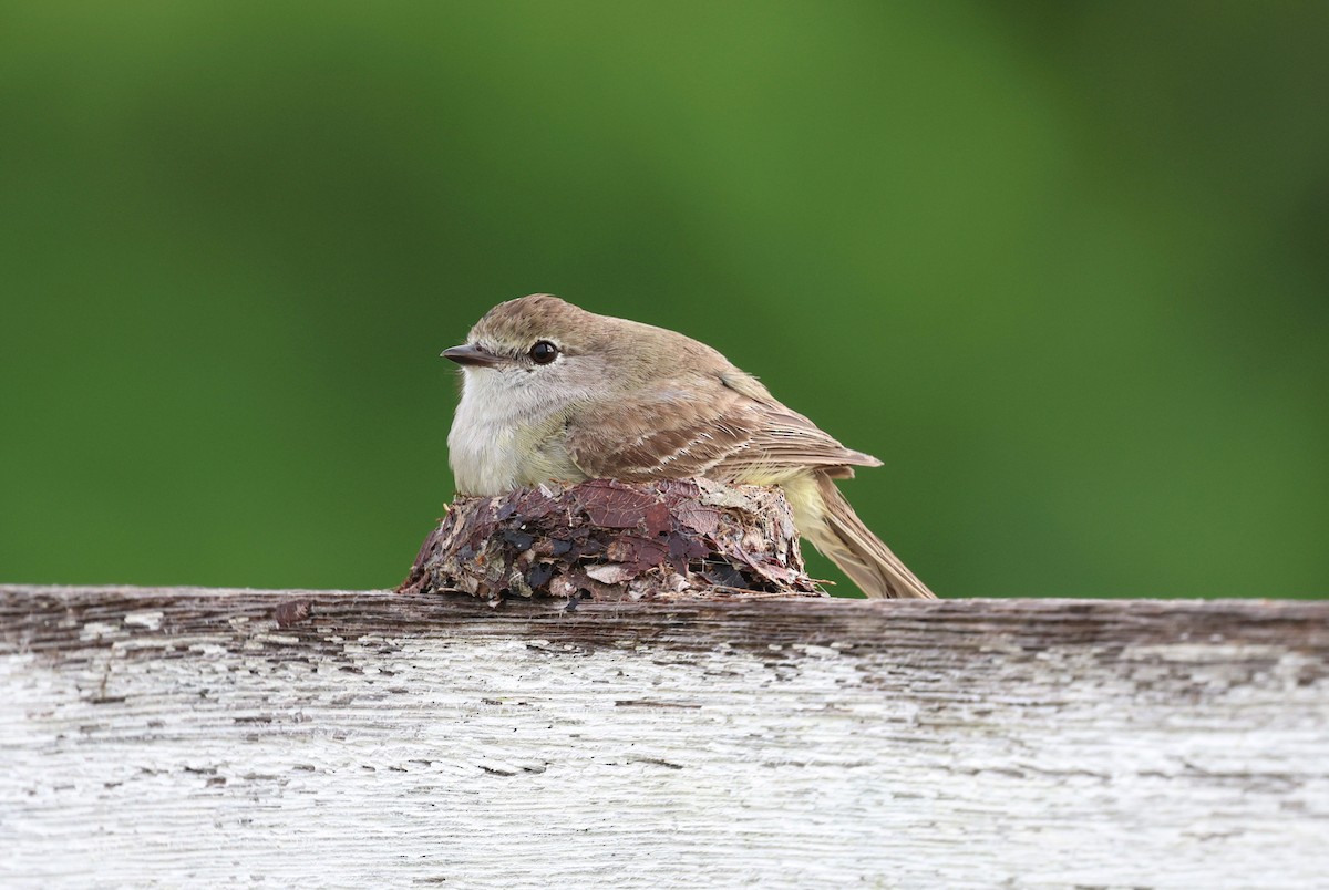 ミナミヤブハエトリ - ML645320456