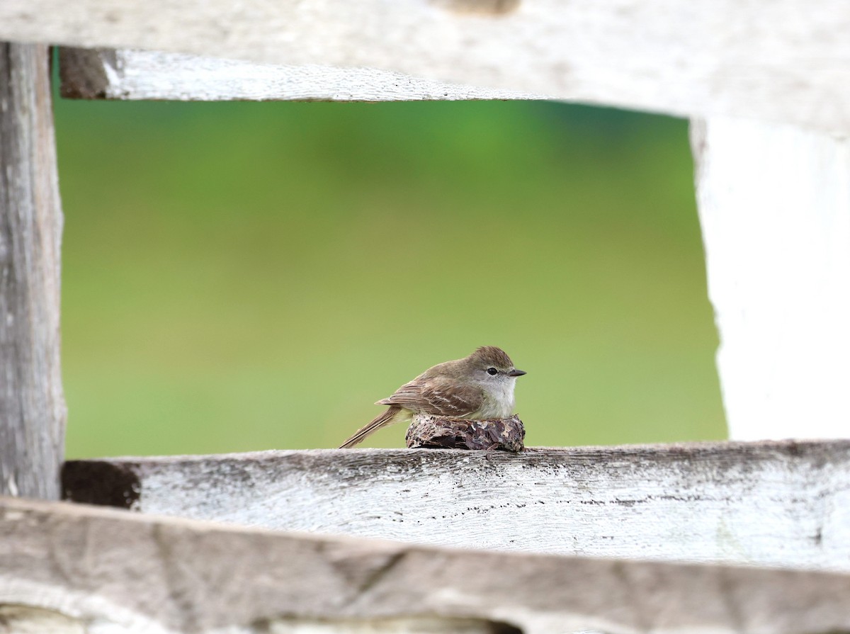 ミナミヤブハエトリ - ML645320457