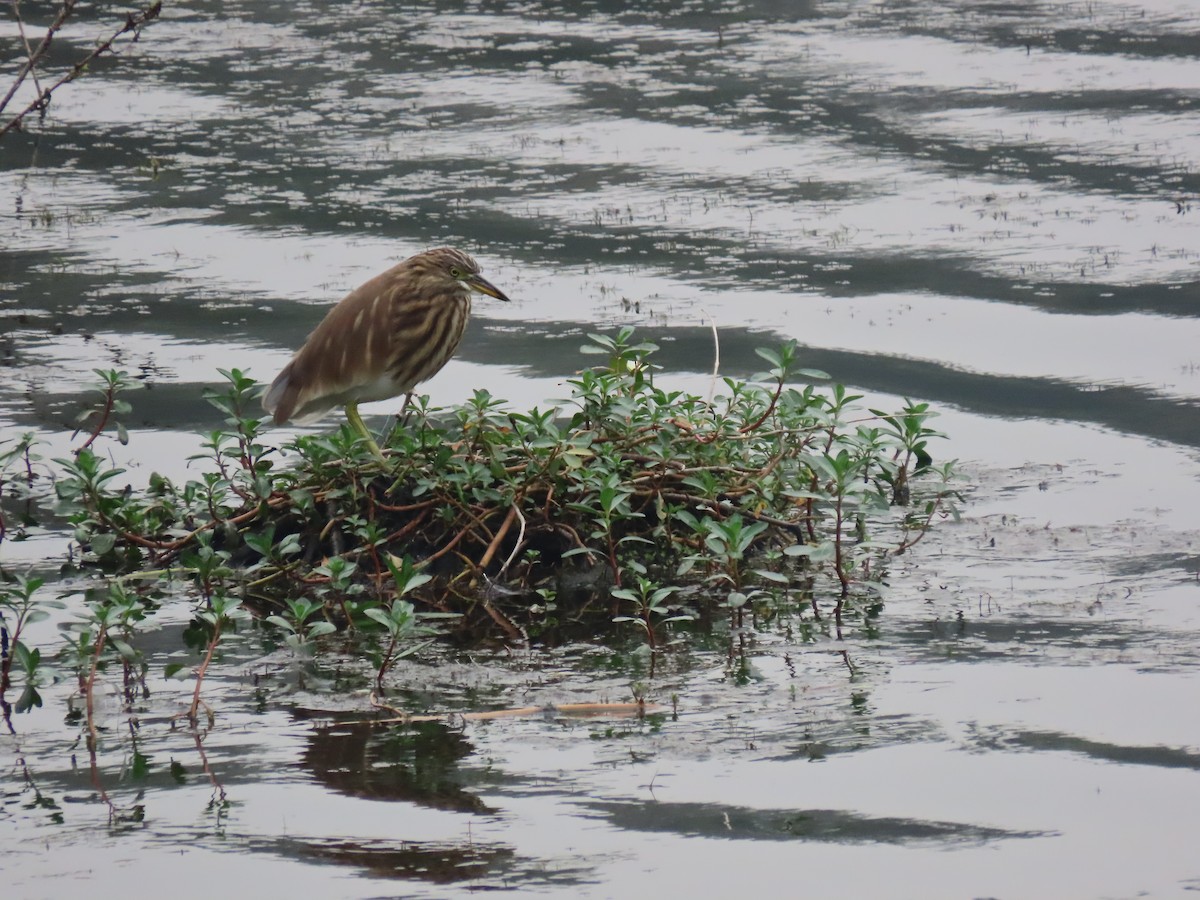 Garcilla India - ML645320458